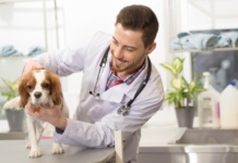 Test EHAA zbada zwierzaka na podstawie przesłanej próbki sierści Pets Diag