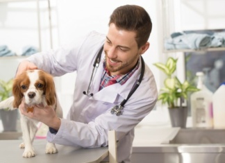 Test EHAA zbada zwierzaka na podstawie przesłanej próbki sierści Pets Diag