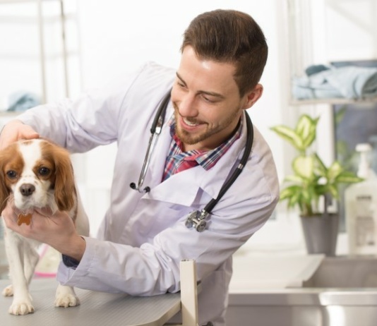 Test EHAA zbada zwierzaka na podstawie przesłanej próbki sierści Pets Diag