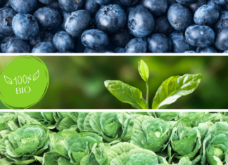 Zdrowa przyszłość w uprawie roślin – UJ stawia na eko!